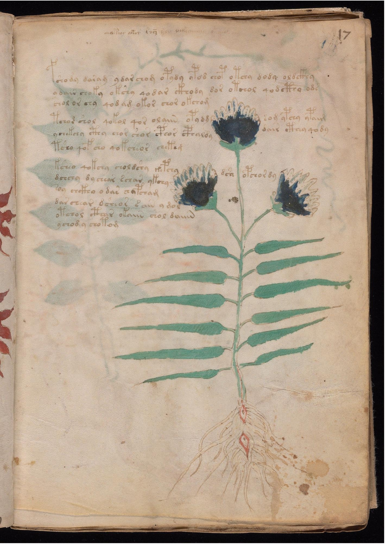 Original manuscript of Folio 16v